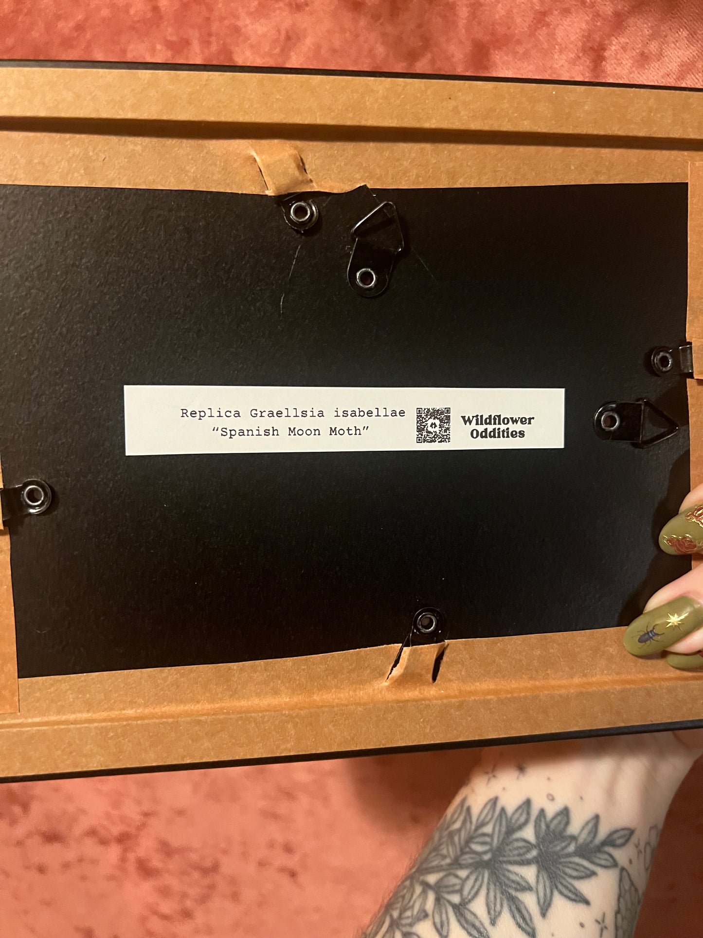 Framed Paper Specimens in Black 5x7 Shadowbox, M&M Faux Insect Taxidermy