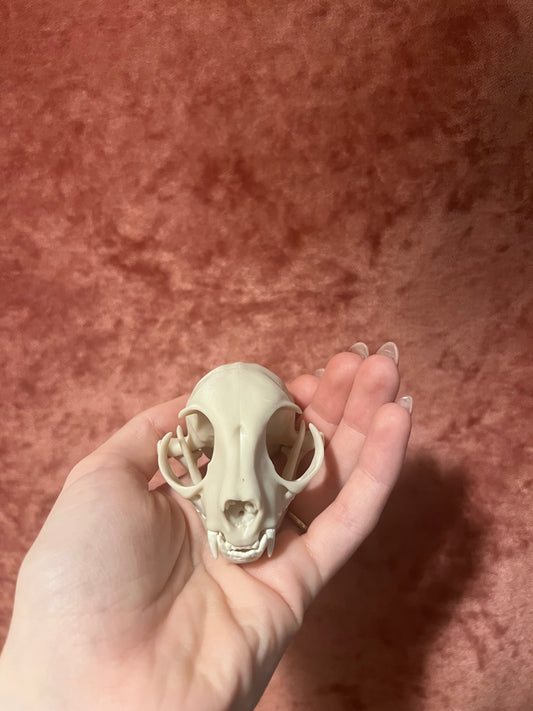 Replica Domestic Cat Skull