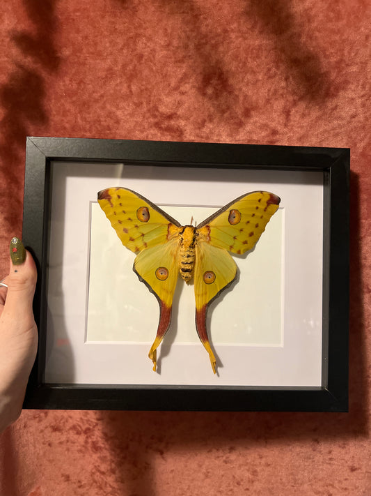 Comet Moth, Argema Mittrei Female 8x10