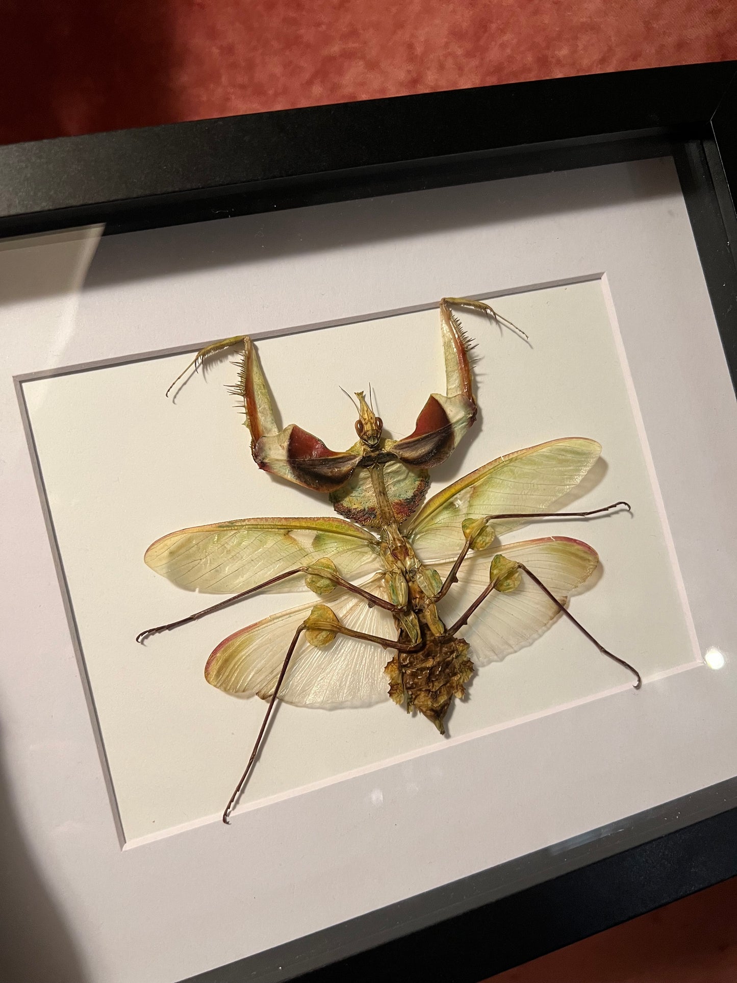 Devils Mantis 8x10 Frame