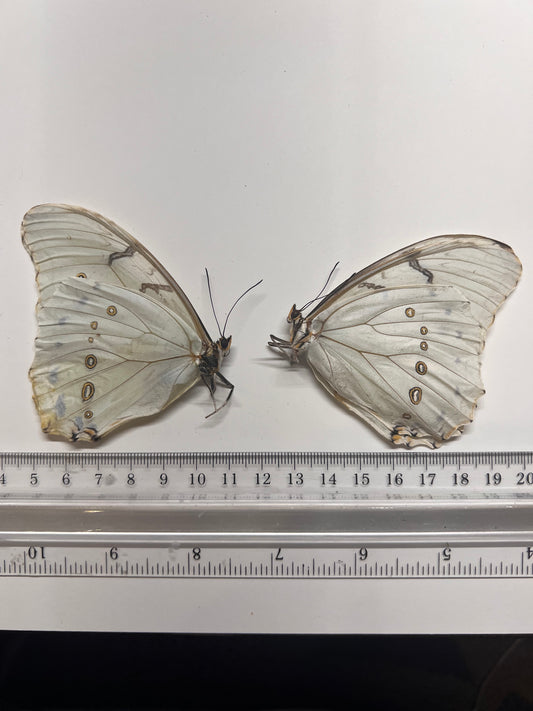 White Morpho - Morpho polyphemus - Natural Death Papered Specimen