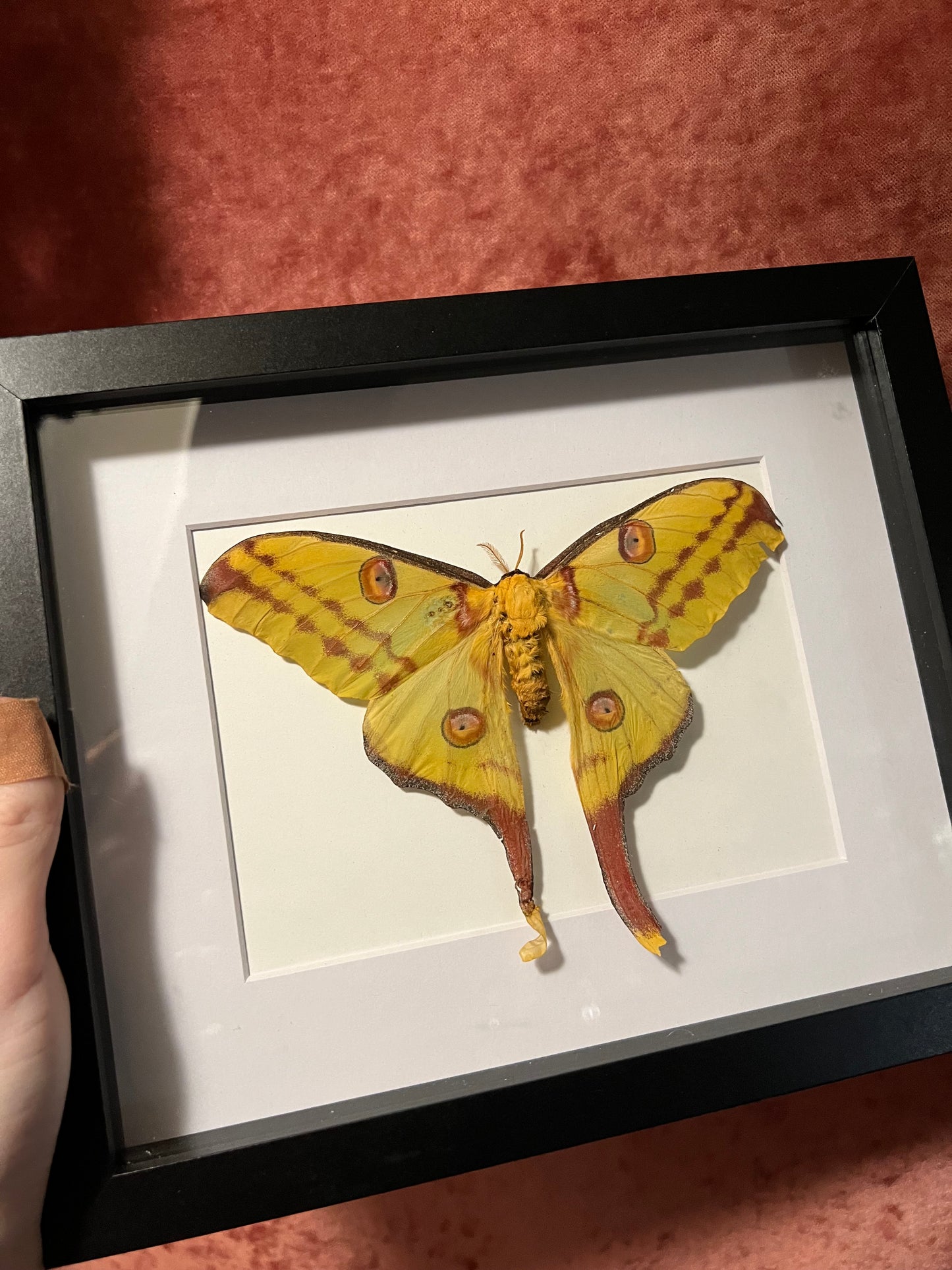 Comet Moth Female 8x10