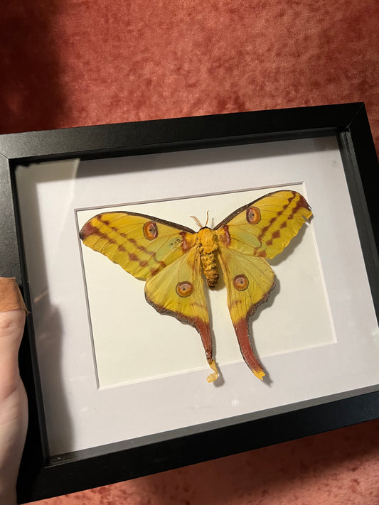 Comet Moth Female 8x10