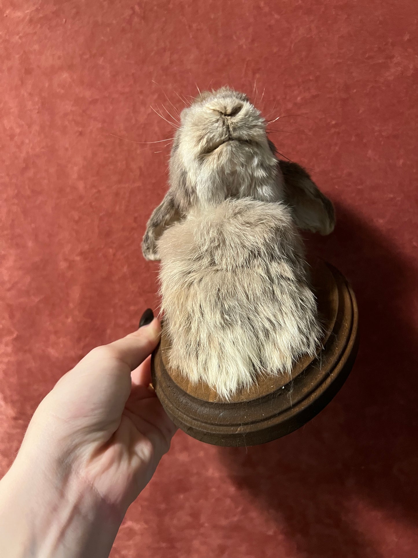 Holland Lop Bunny Mount Taxidermy