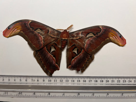 Atlas Moth - Attacus lorquinii - Natural Death Papered Specimen