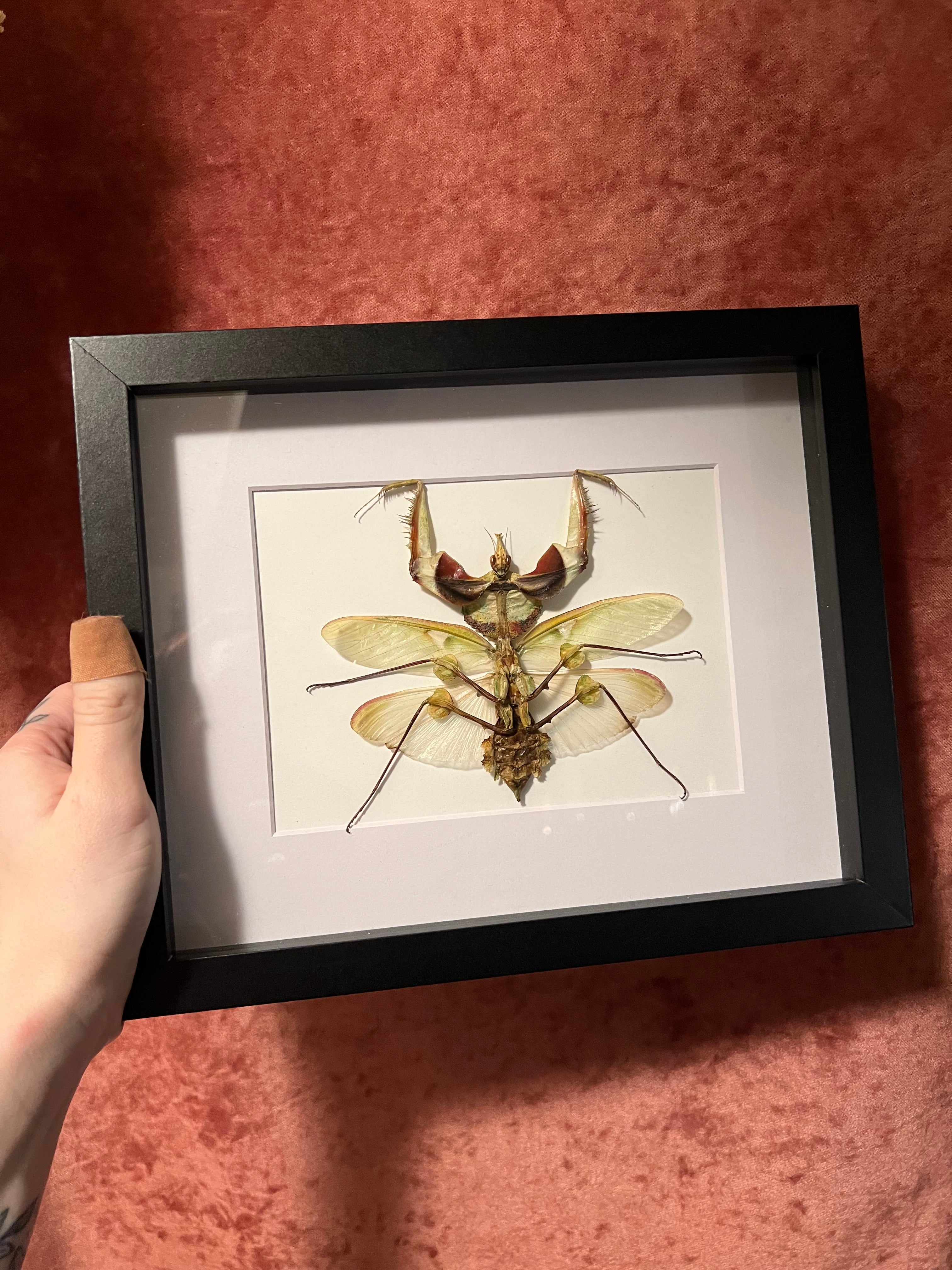 Devils Mantis 8x10 Frame – Wildflower Oddities