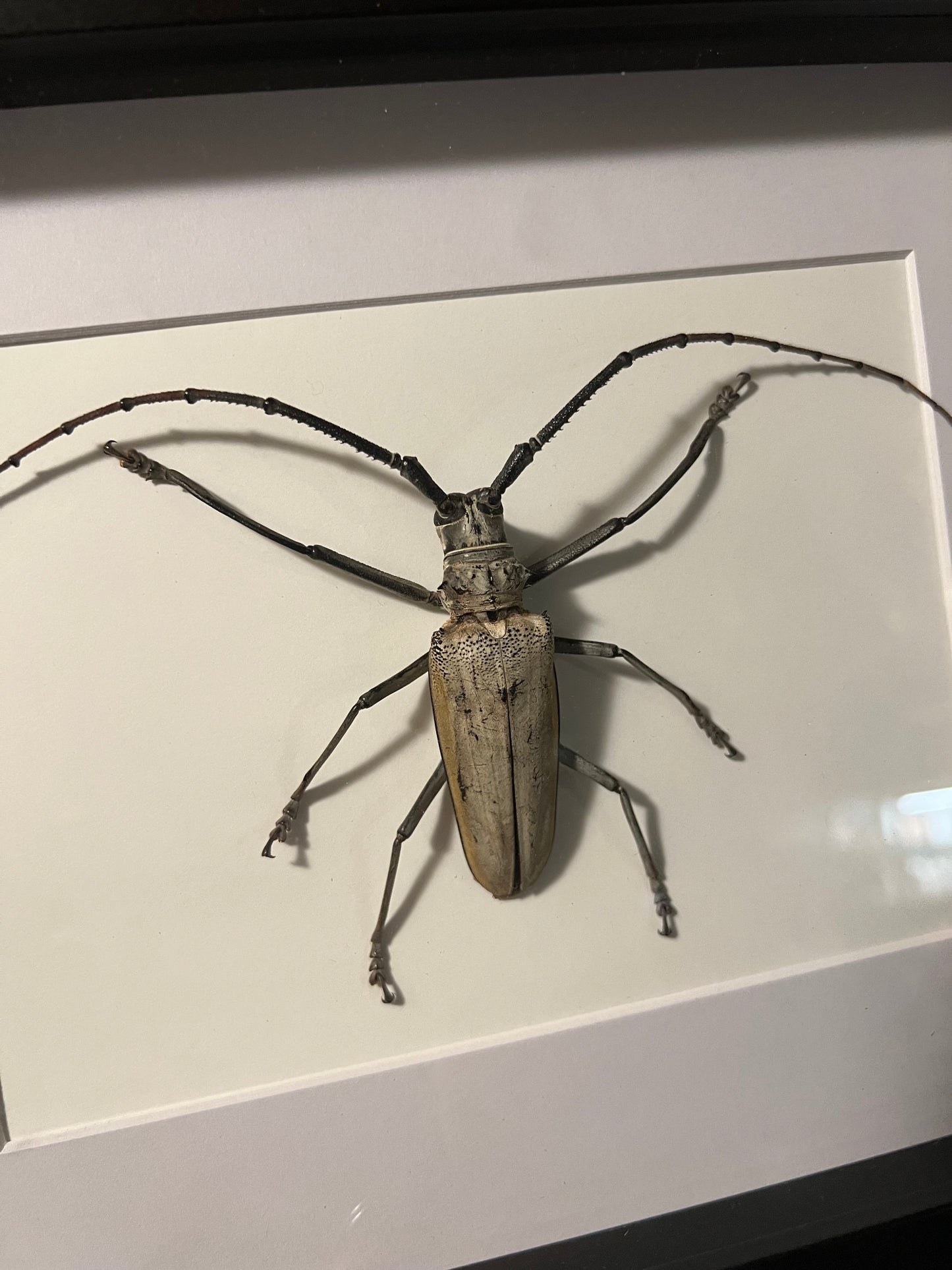 Longhorn Beetle Frame