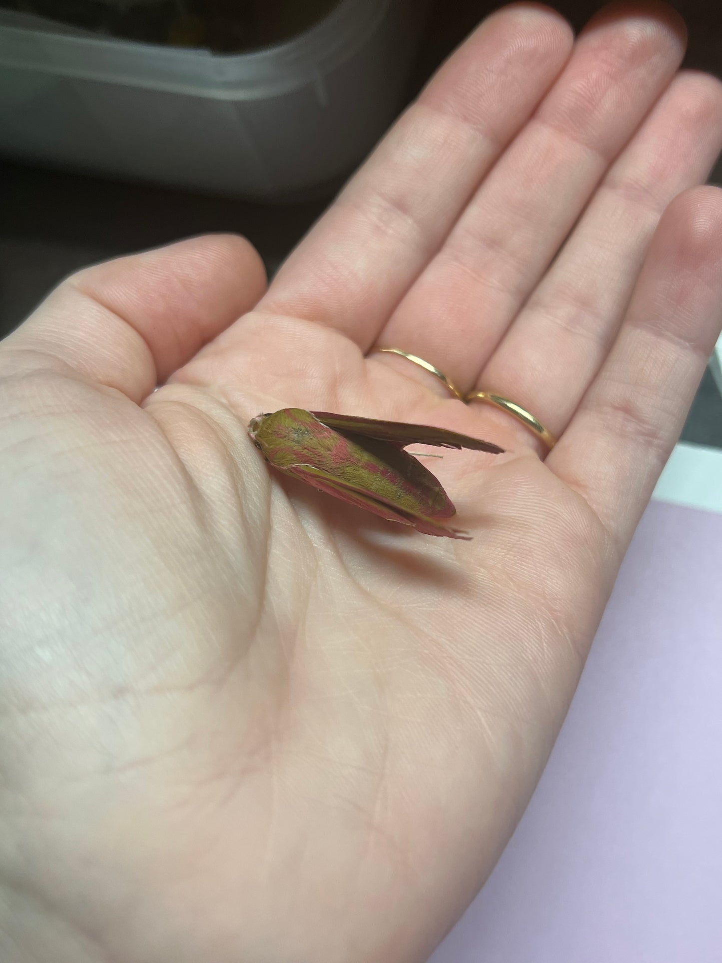 Elephant Hawkmoth Pink Natural Death Specimens