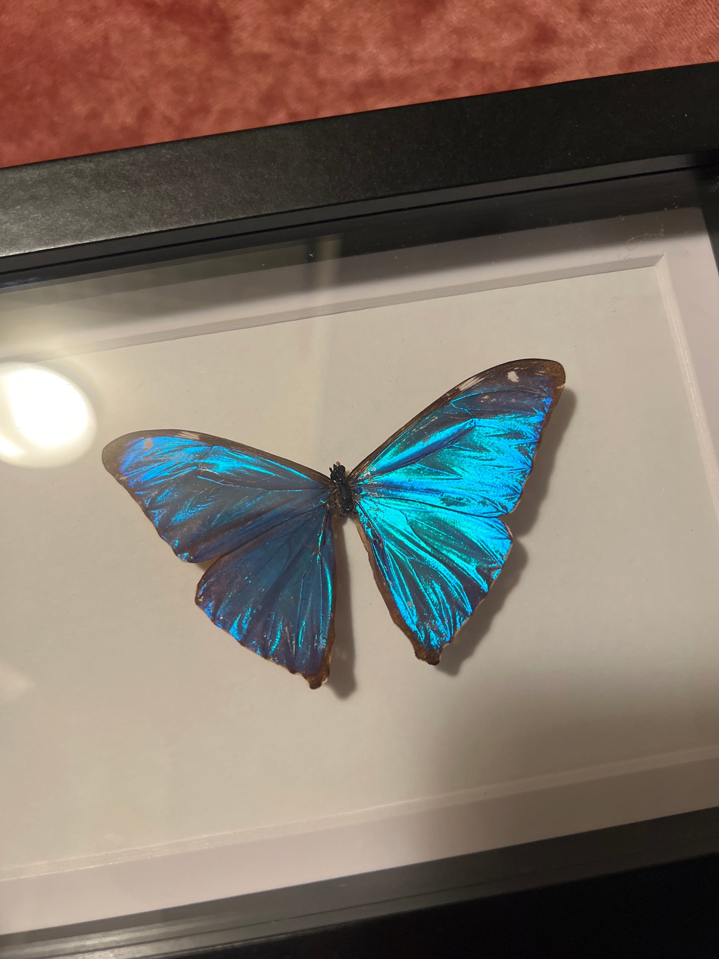 Aega Morpho