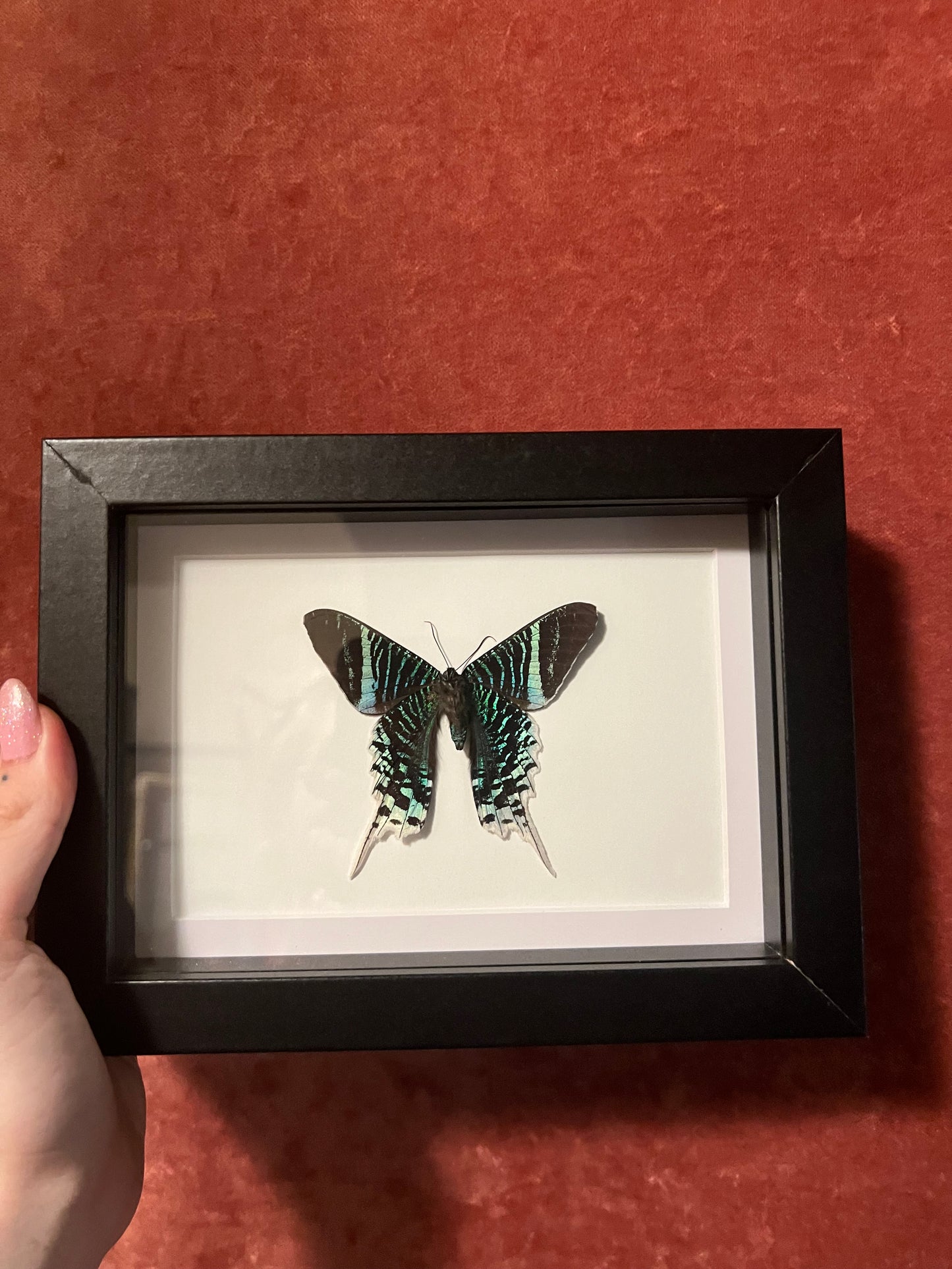 Green Banded Sunset Moths 5x7