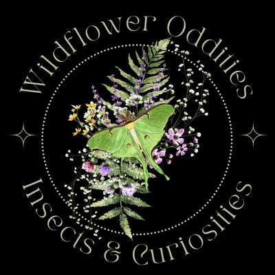 Preserved Insect Art – Wildflower Oddities