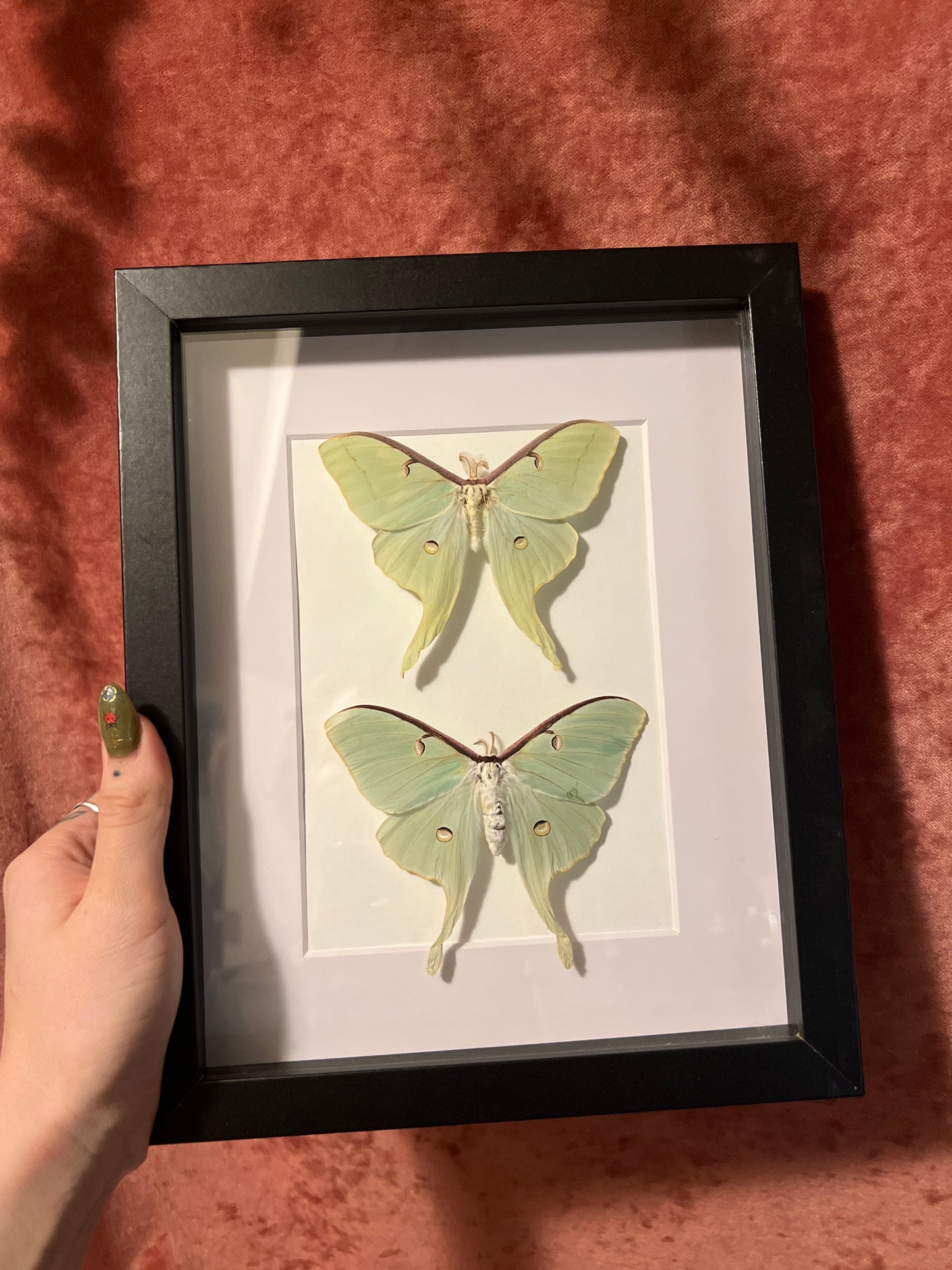 Luna Moth Duo, Male and Female