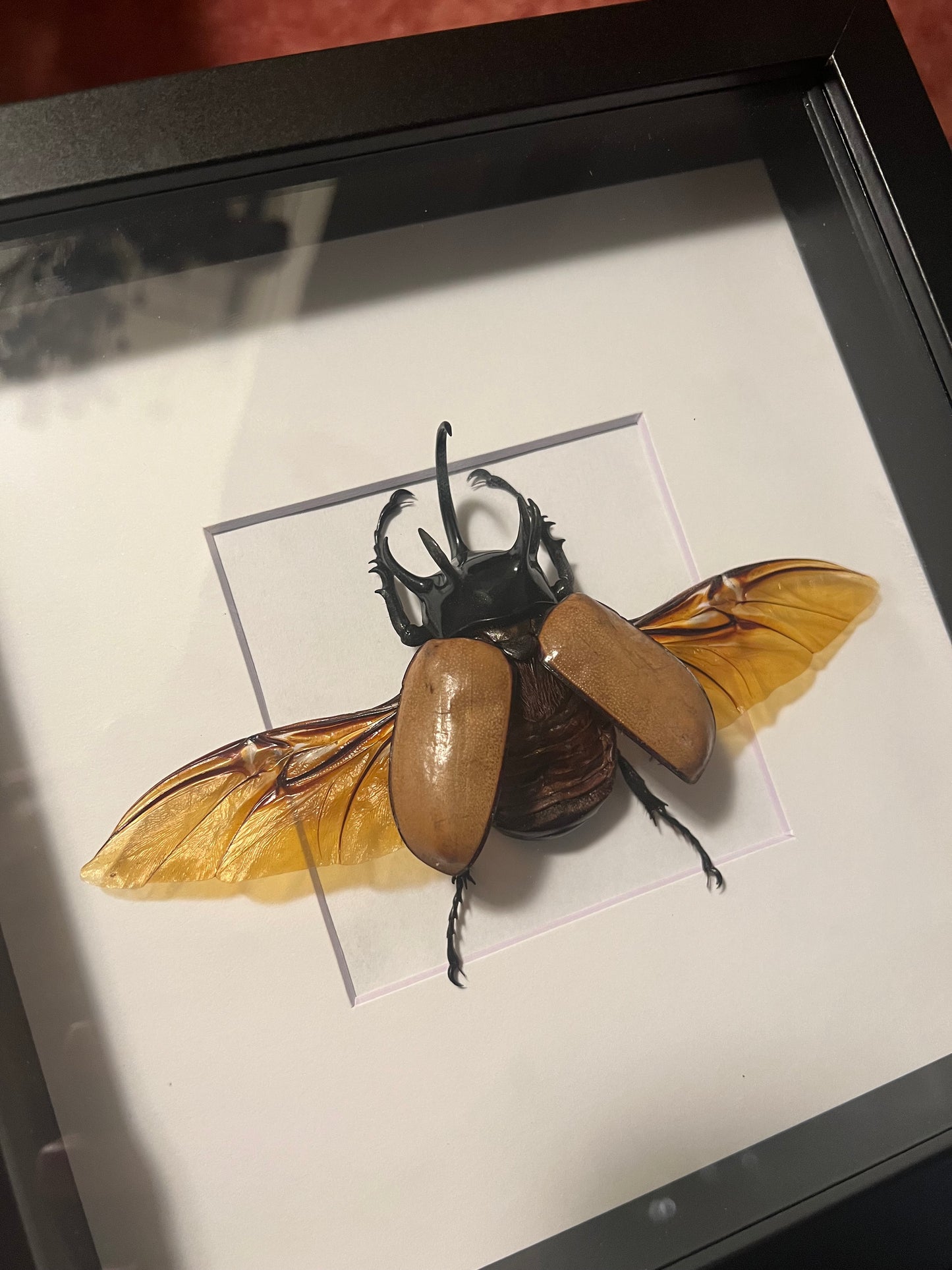 Five Horned Rhino Beetle in 8x8 Frame