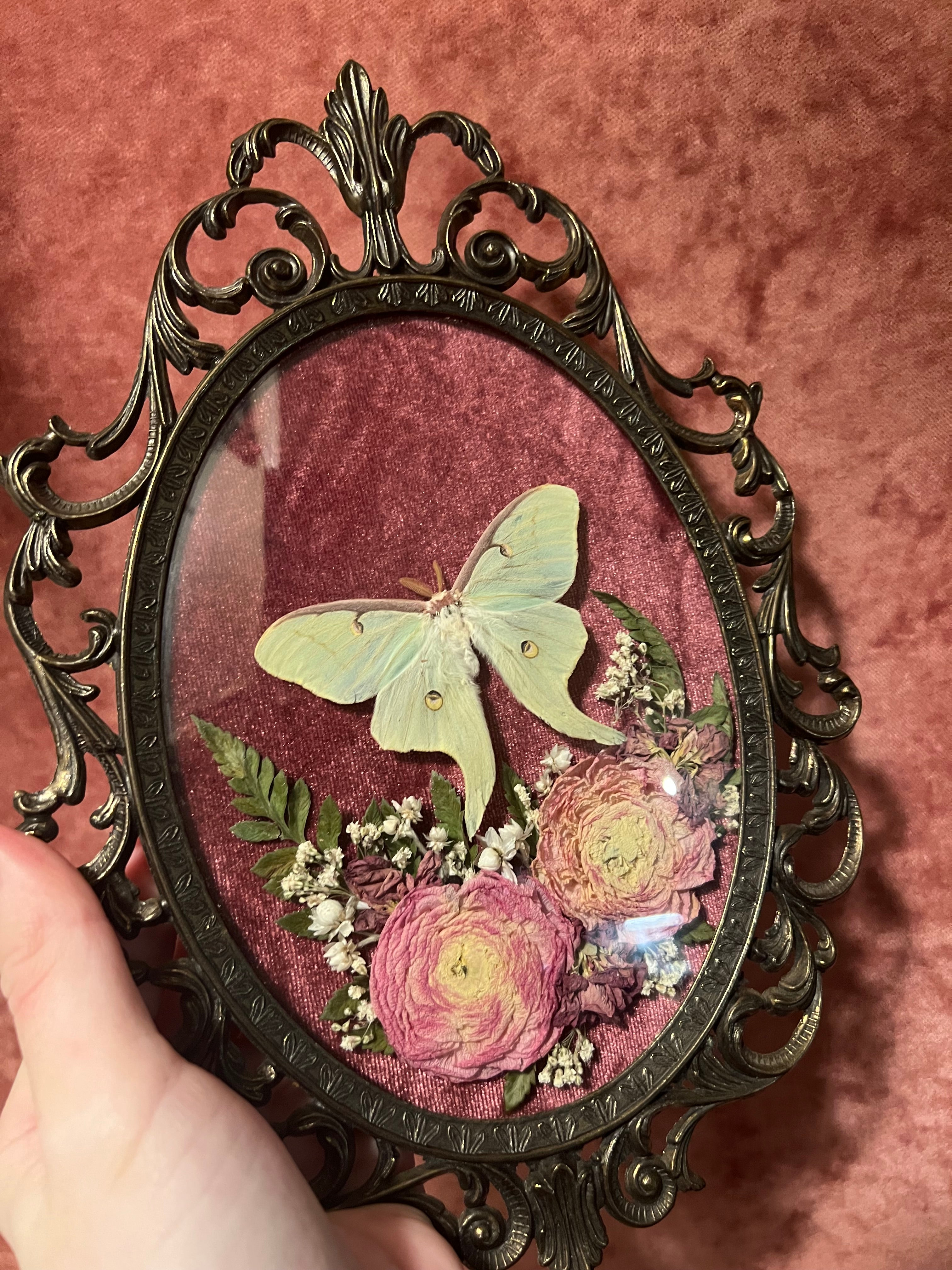Framed Insects – Wildflower Oddities