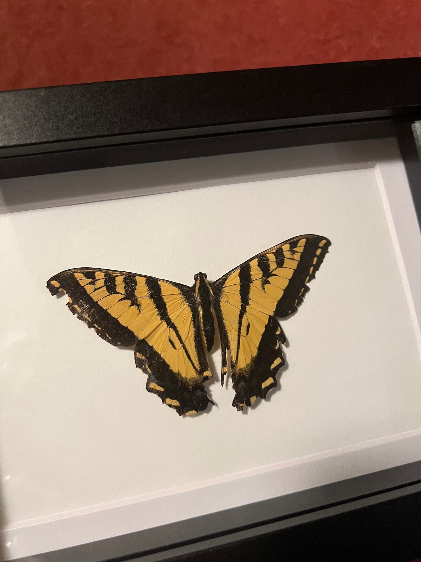 Tiger Swallowtail (ND) 5x7