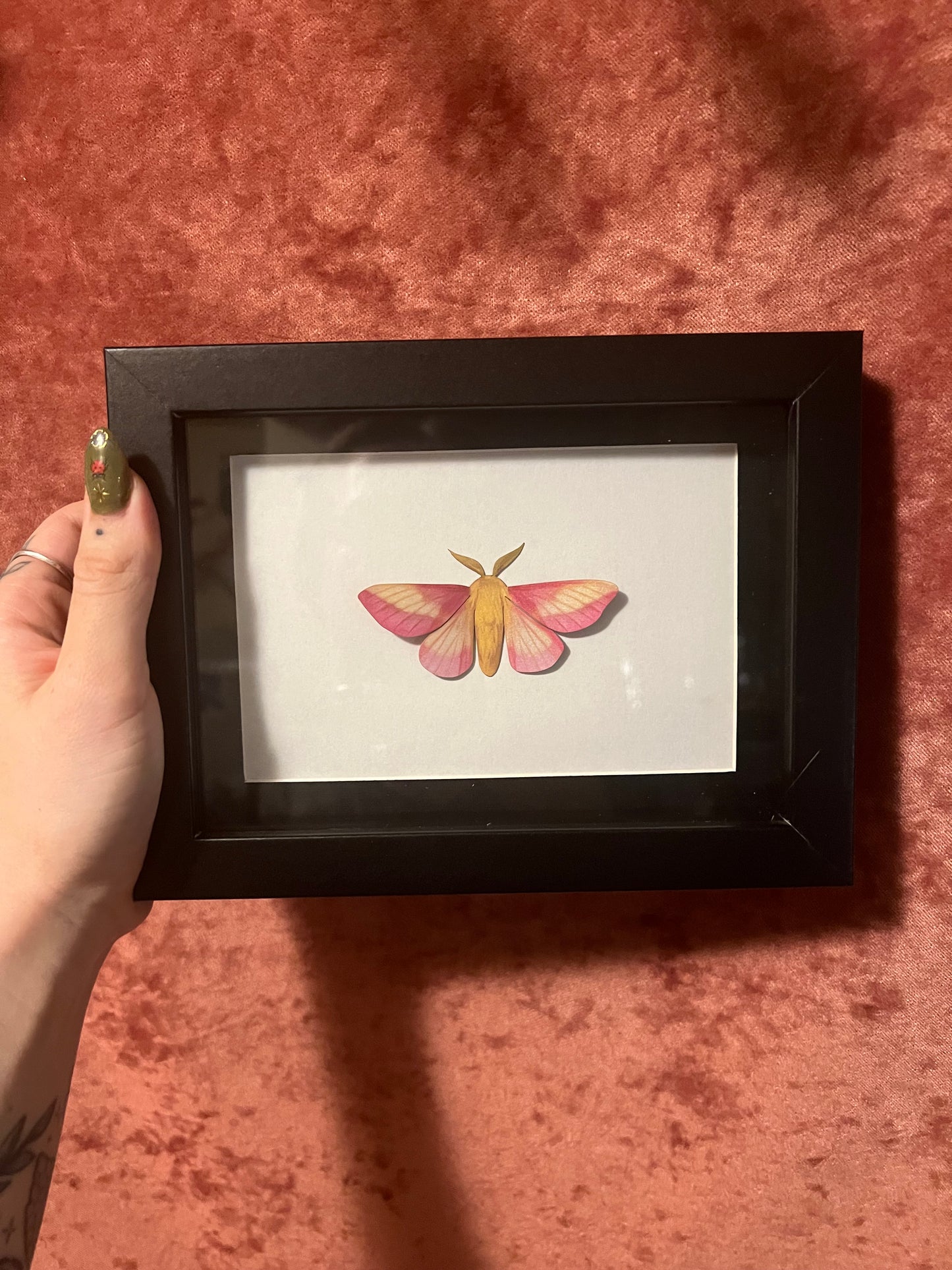 Framed Paper Specimens in Black 5x7 Shadowbox, M&M Faux Insect Taxidermy