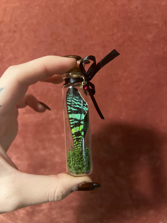 Sunset Moth Wing Vial With Moss asst.