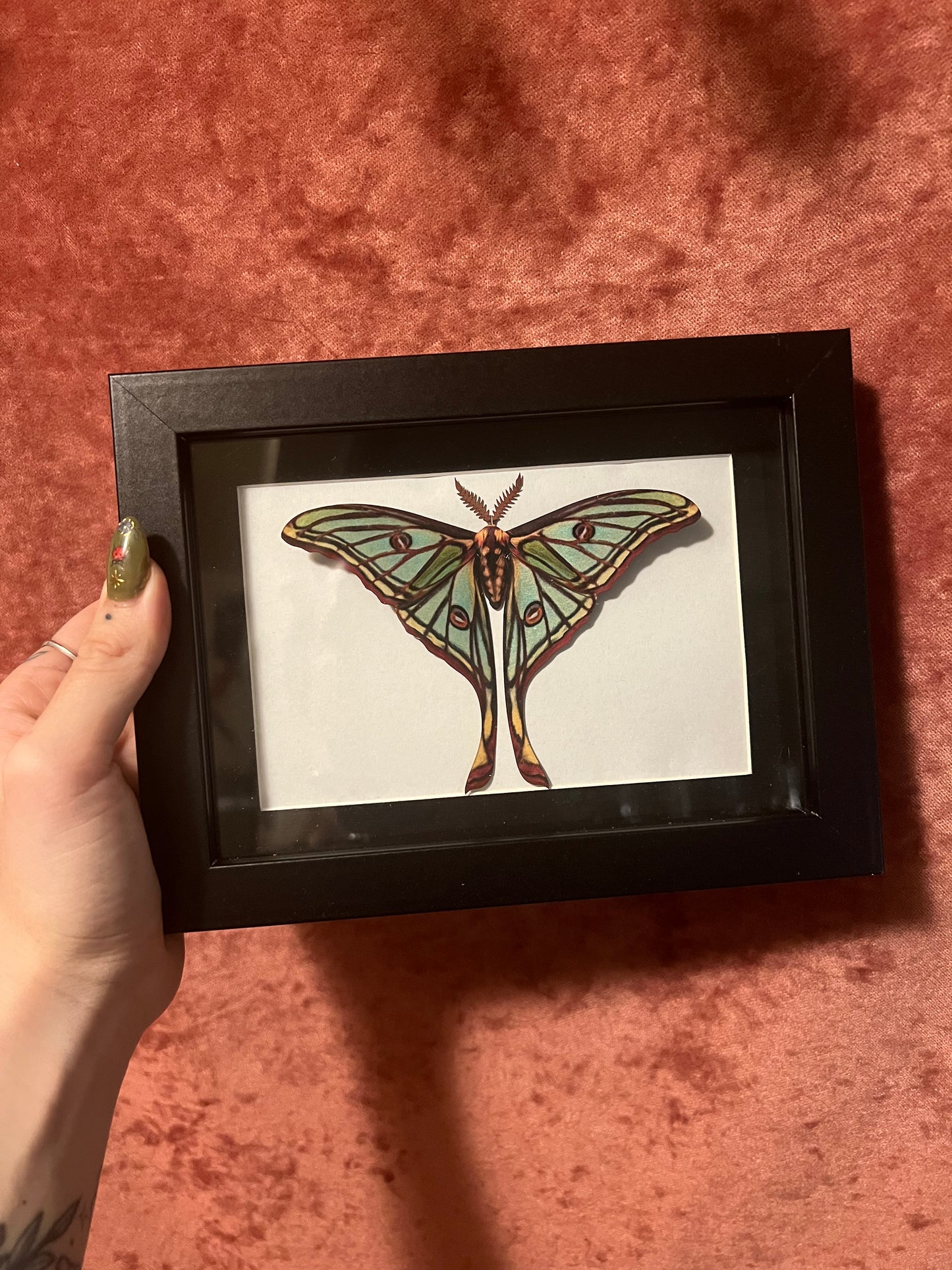 Framed Paper Specimens in Black 5x7 Shadowbox, M&M Faux Insect Taxidermy