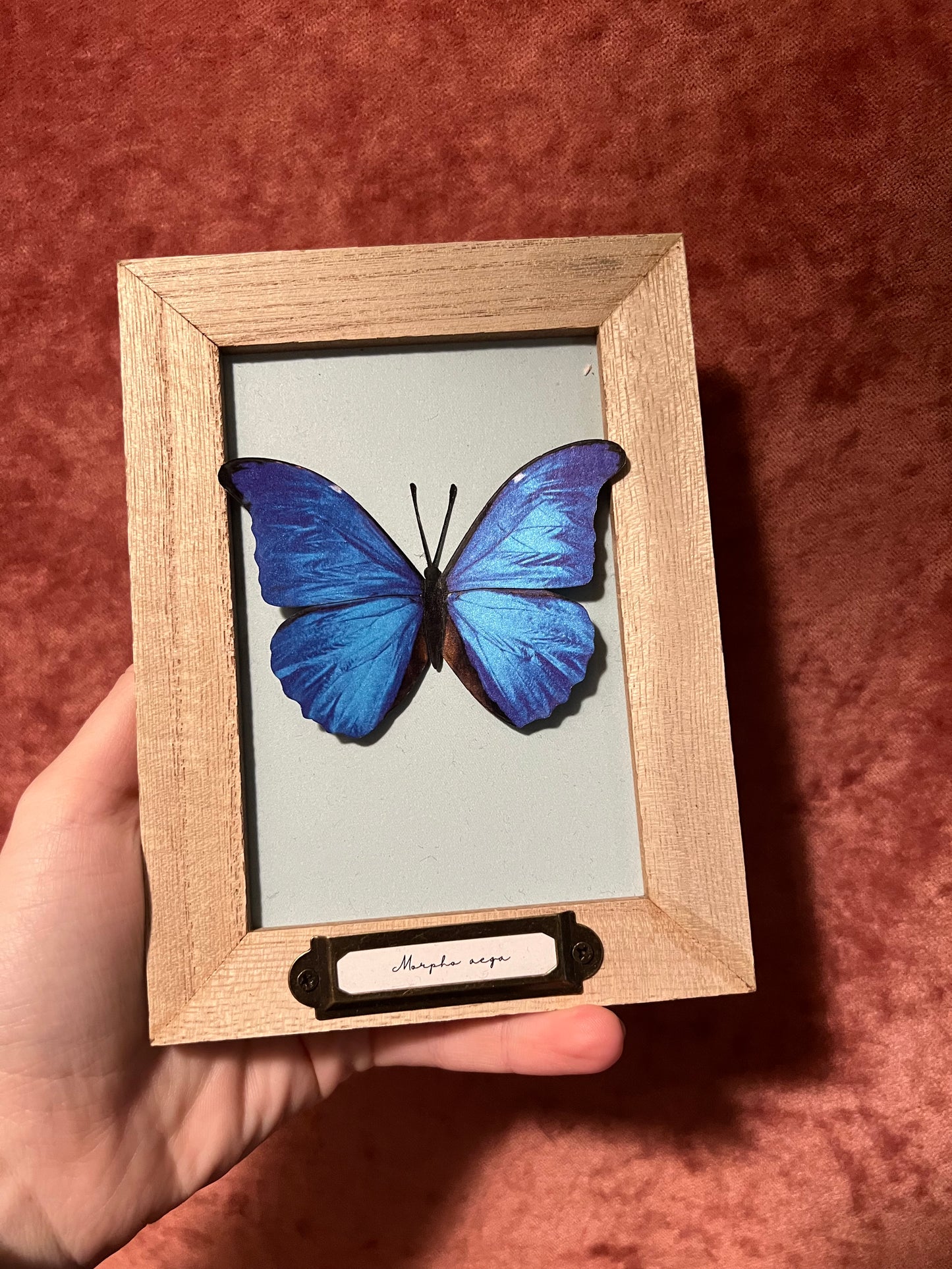 Paper Specimen Vintage Looking Display Frames