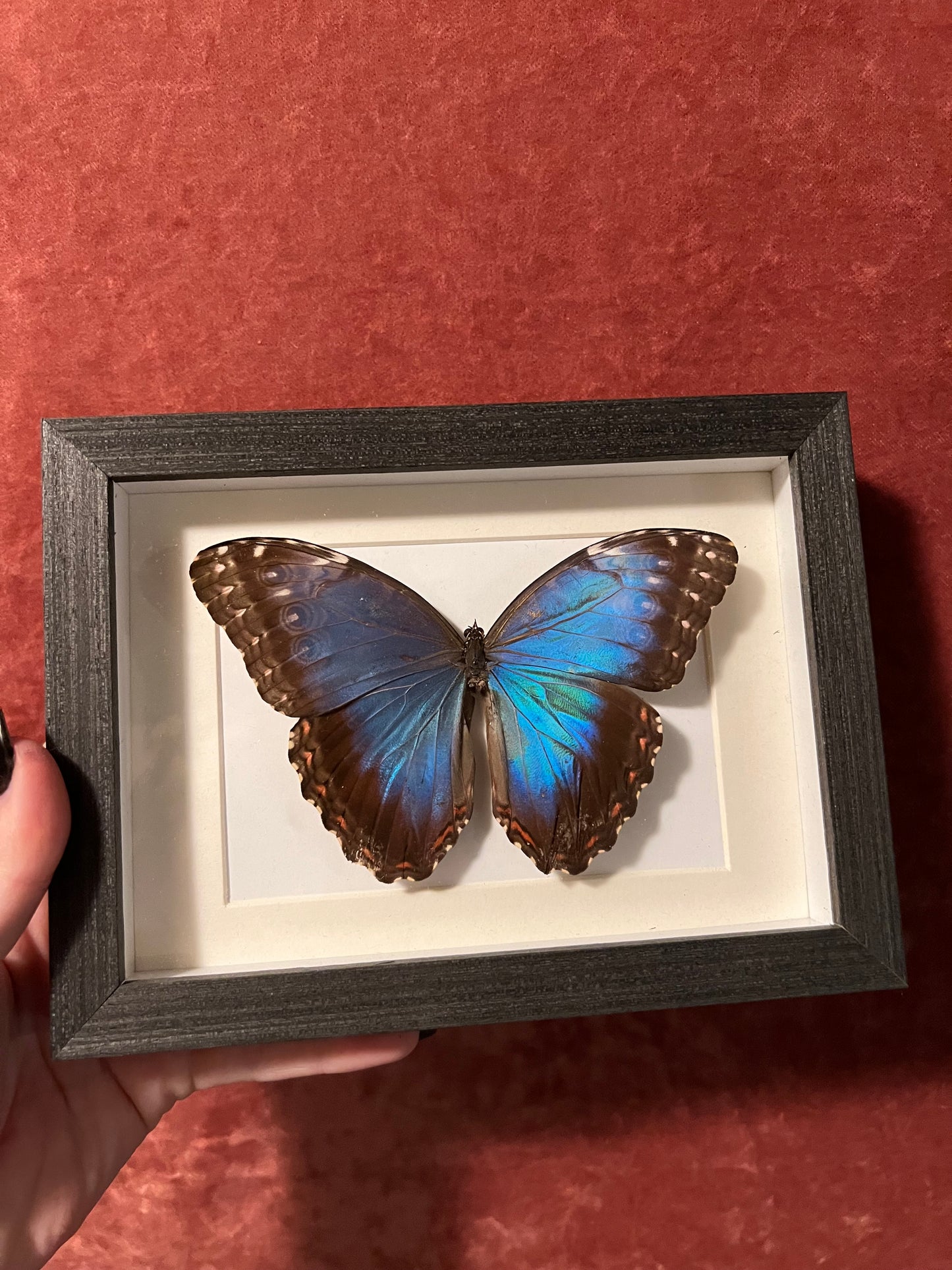 Blue Morpho Frames