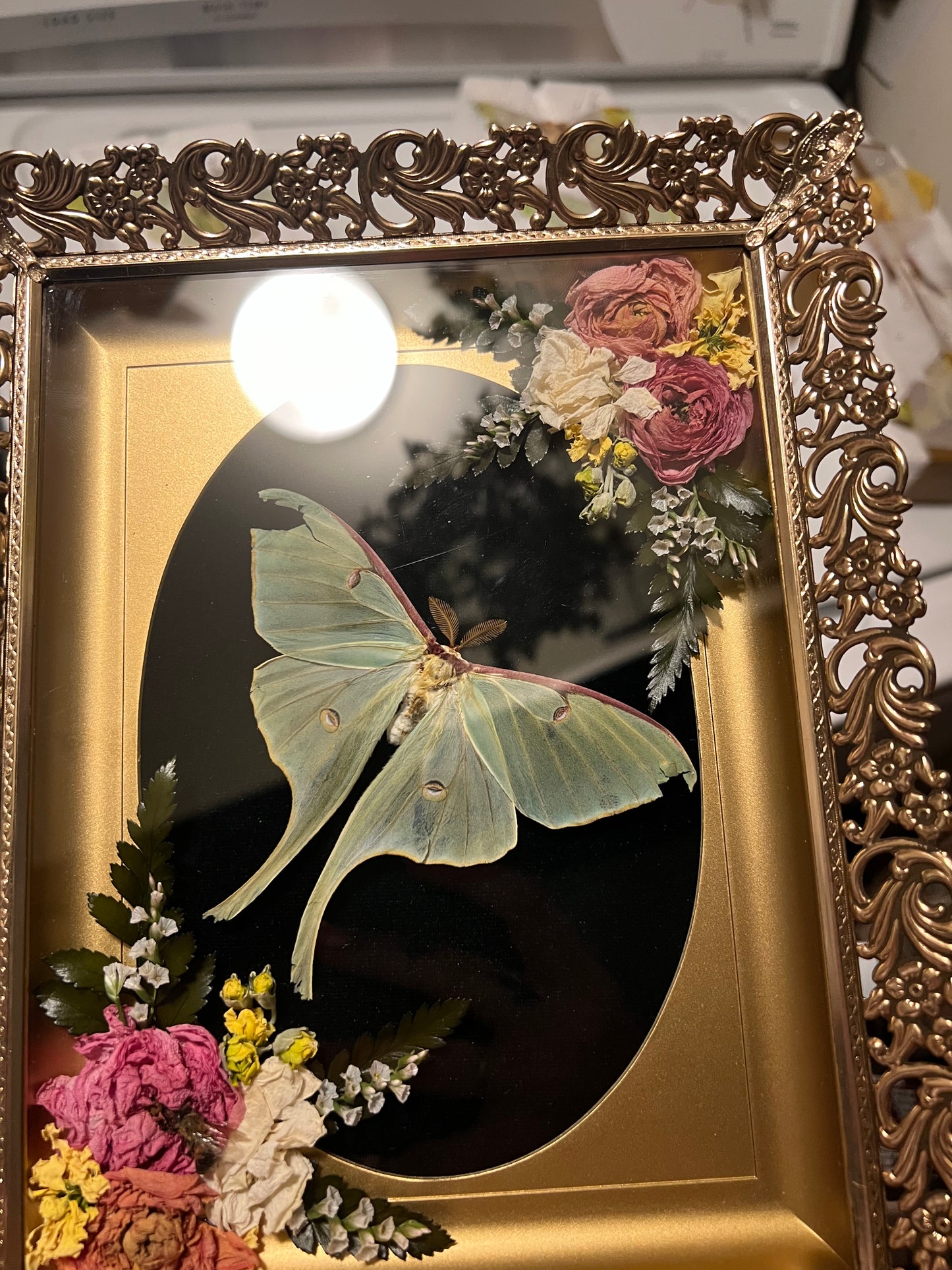 Luna moth in Vintage Shadowbox