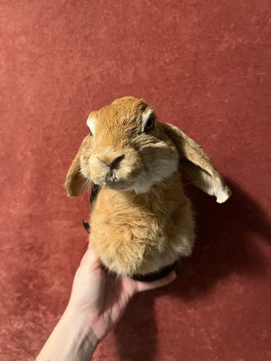 Tawny Rabbit Mount Taxidermy