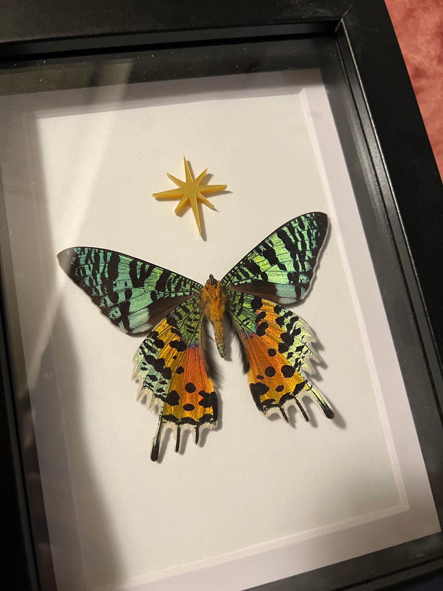 Sunset moth and star