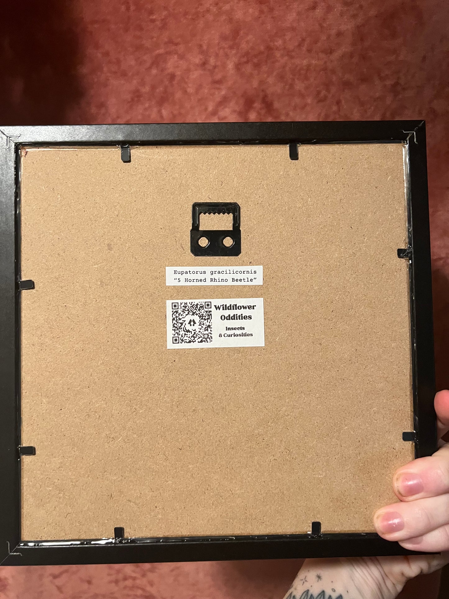 Five Horned Rhino Beetle in 8x8 Frame