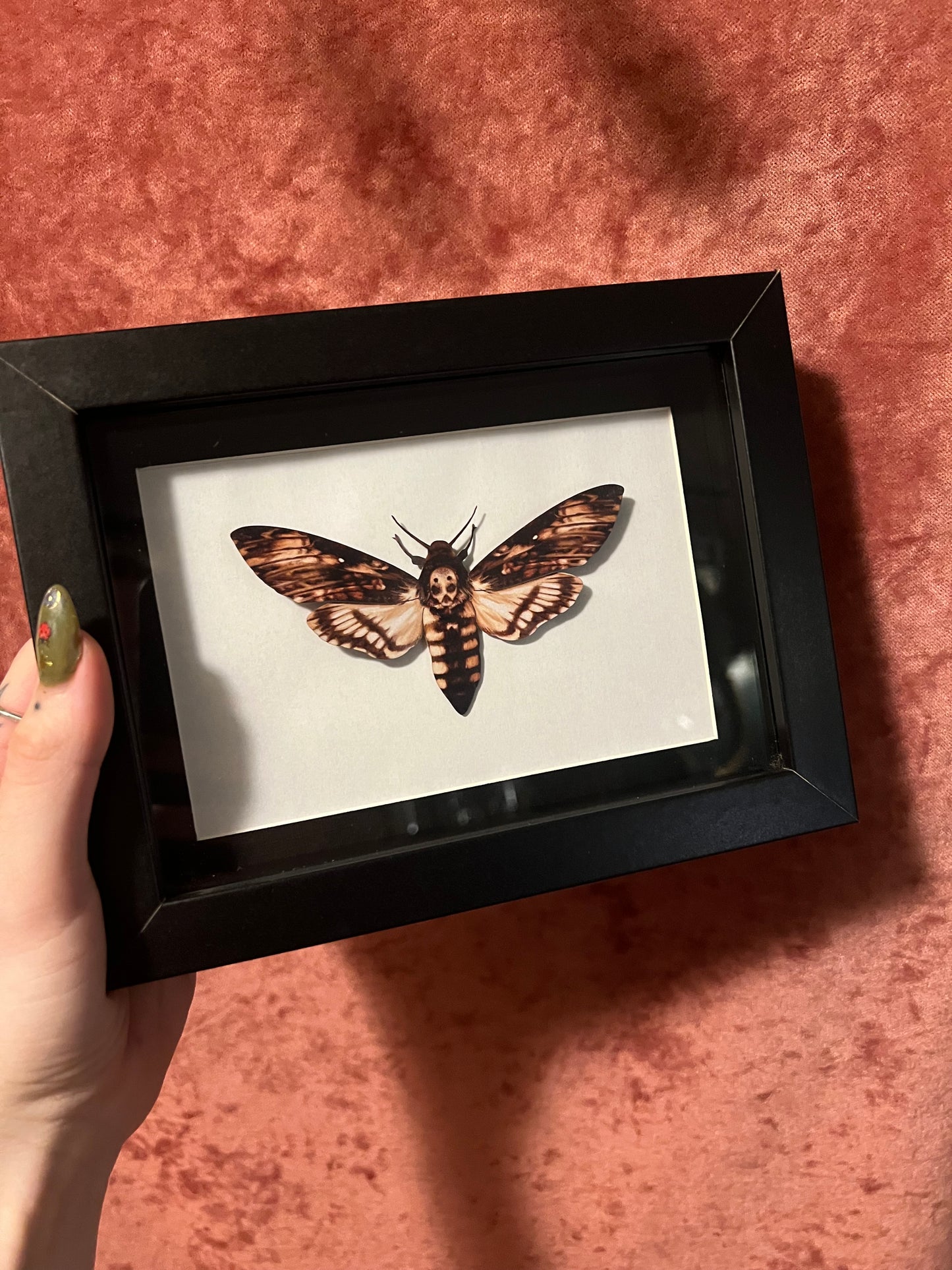 Framed Paper Specimens in Black 5x7 Shadowbox, M&M Faux Insect Taxidermy