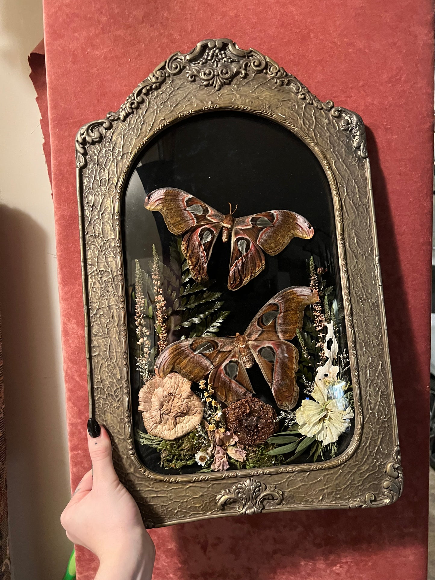 Atlas Moth Duo in Antique Frame