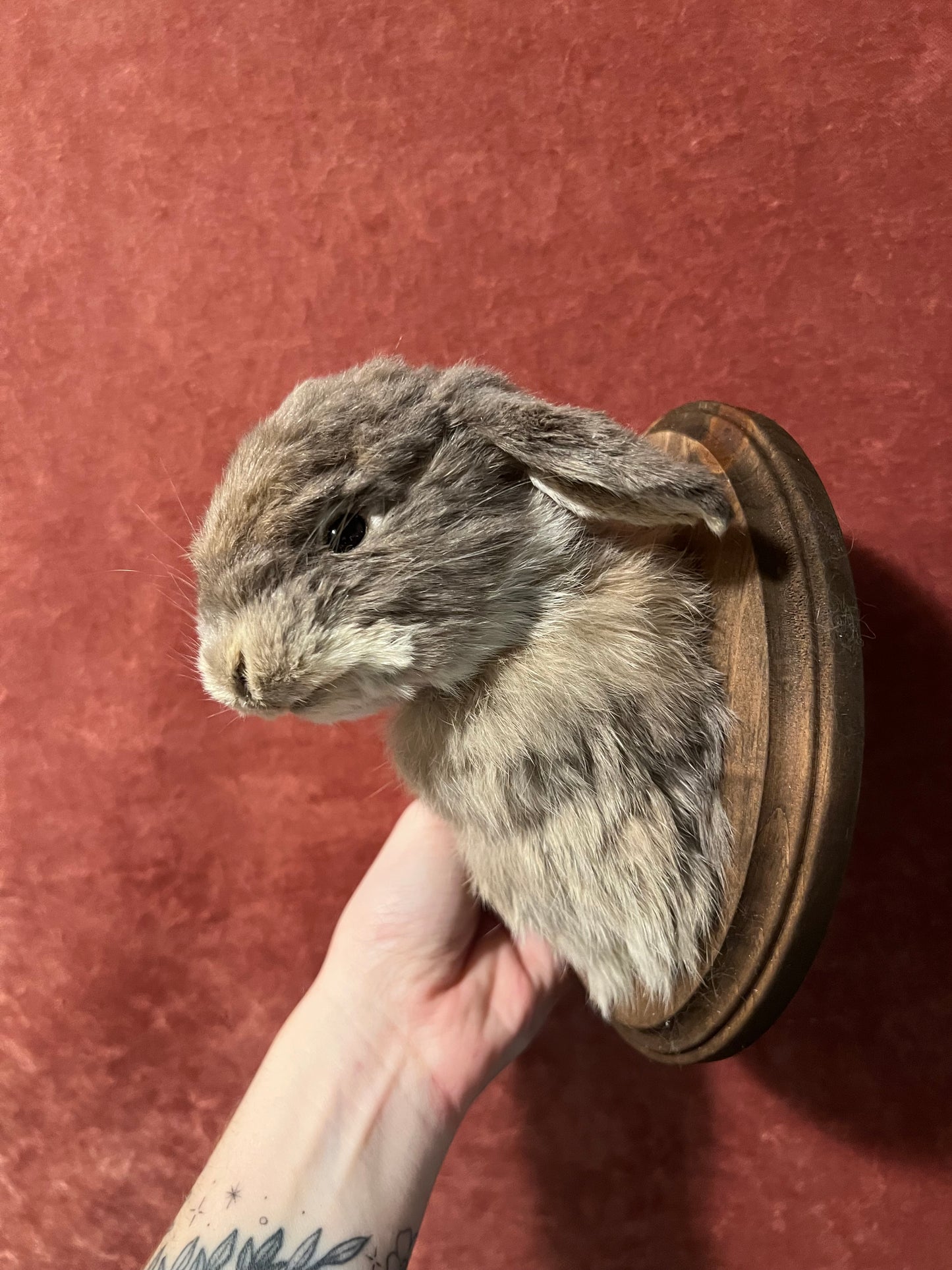 Holland Lop Bunny Mount Taxidermy