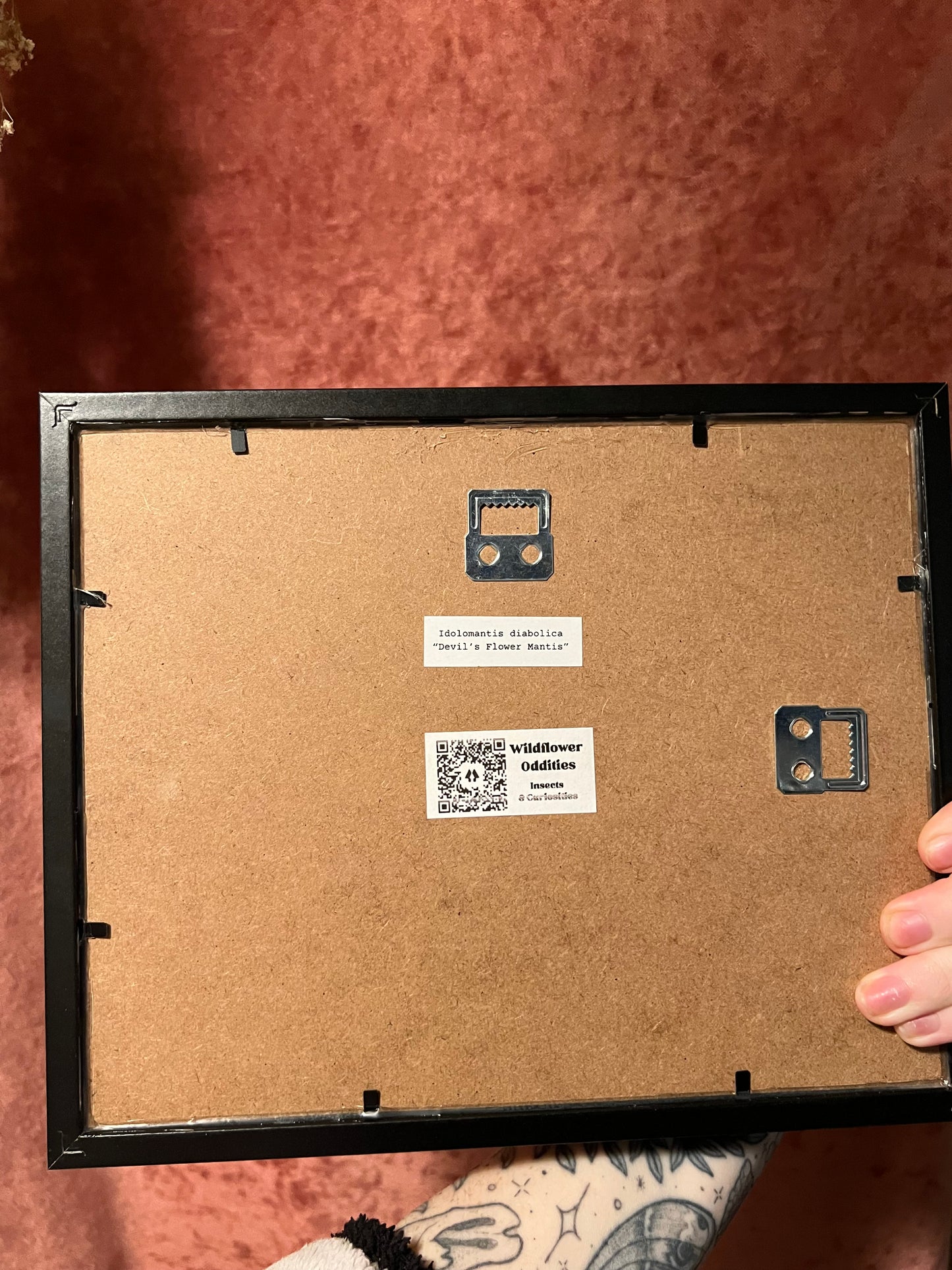 Devils Mantis 8x10 Frame