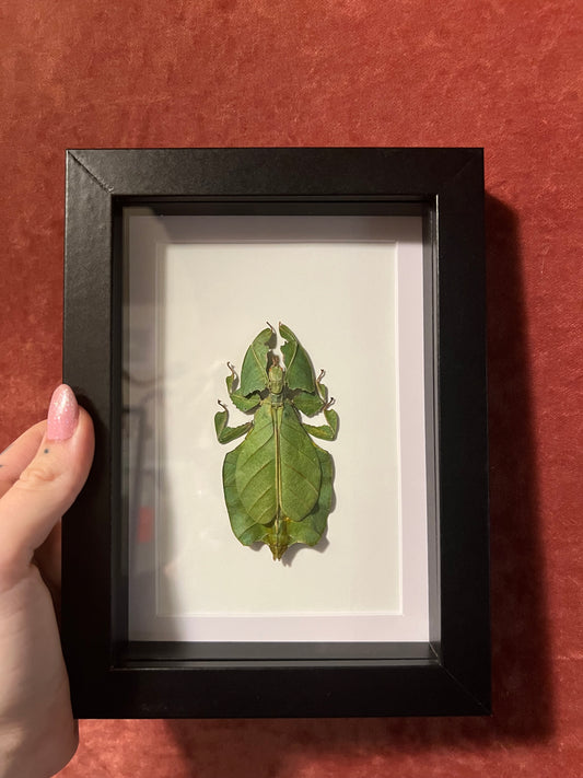 Walking Leaf Insect 5x7
