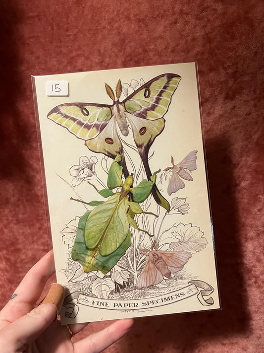 Paper Specimens from Moth & Myth