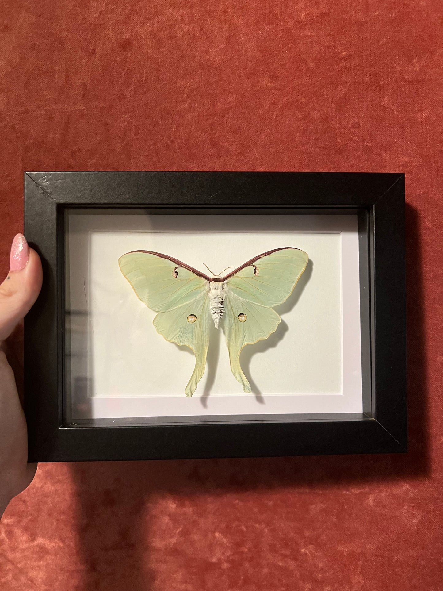 American Luna Moth 5x7