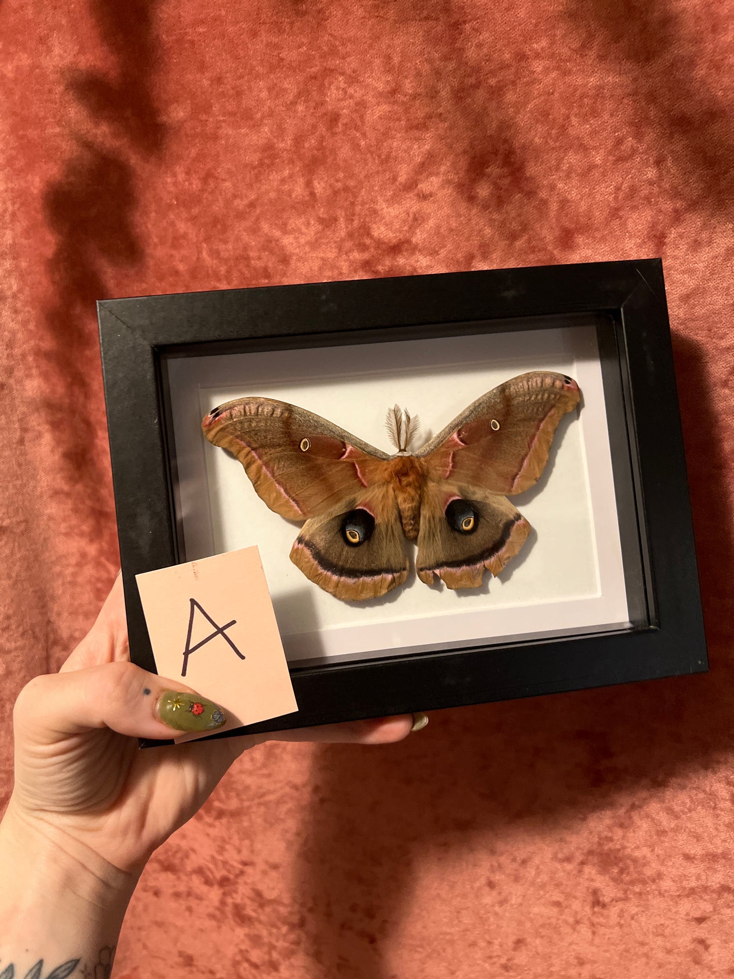 Polyphemus Moth 5x7