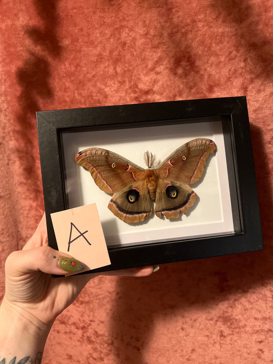 Polyphemus Moth 5x7