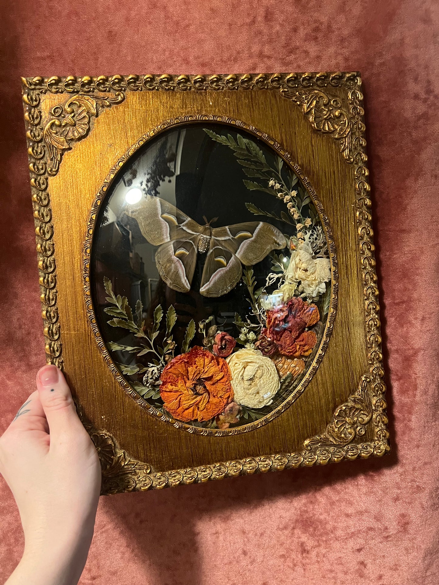 Cynthia Moth in Antique Wooden Frame