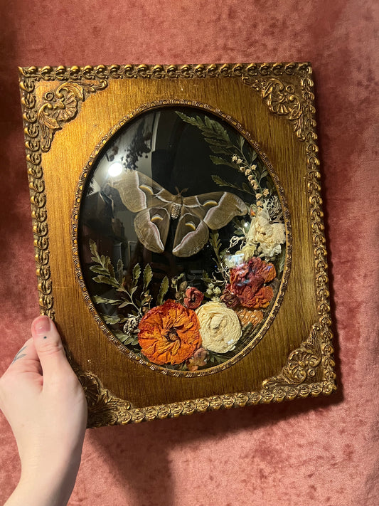 Cynthia Moth in Antique Wooden Frame