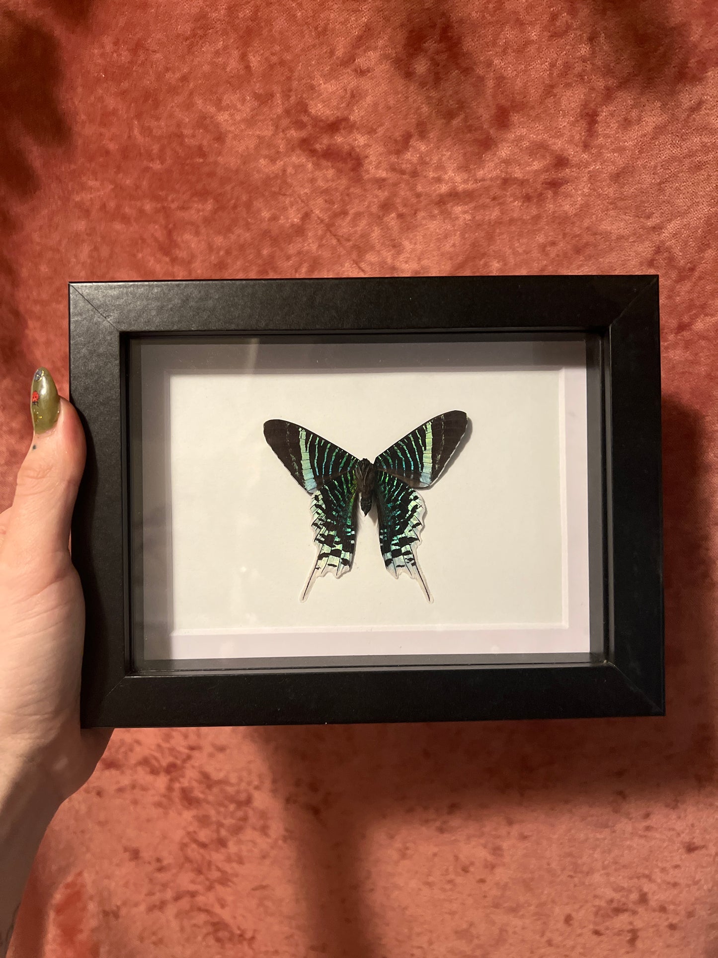 Green-Banded Urania 5x7 Shadowbox