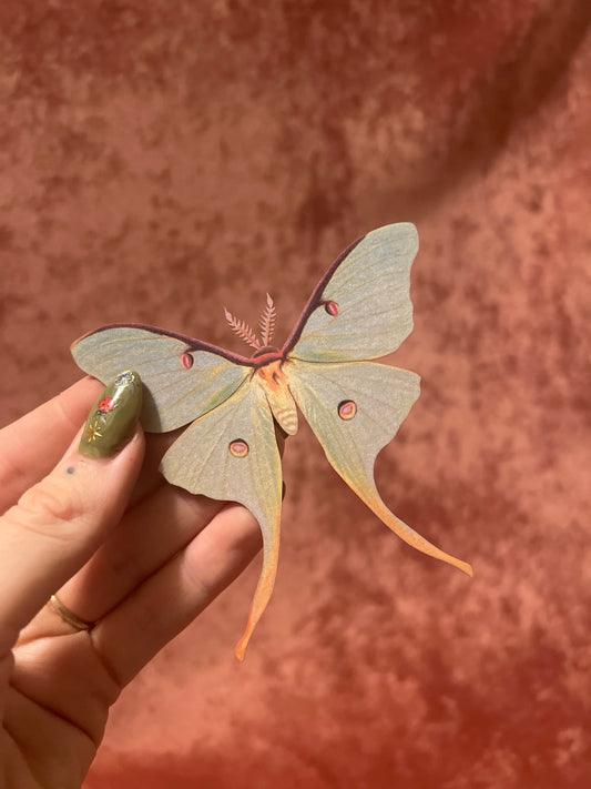 Male Luna Moth M&M Paper Specimen