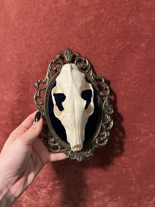 Fox Skull in Vintage Frame