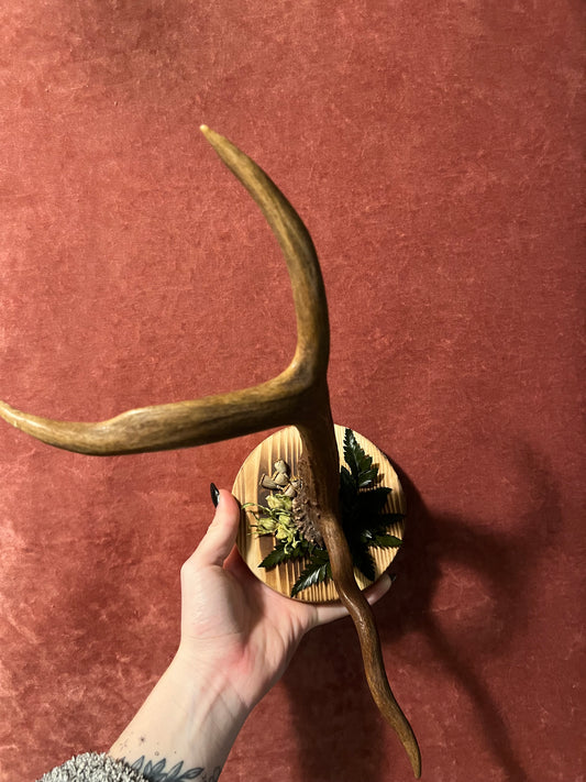 Antler Plaque With Florals