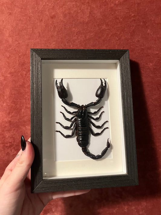 Scorpion Frame