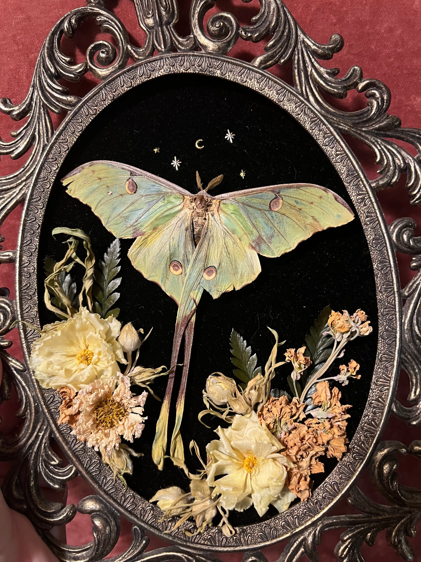 Moon Moth in Vintage Frame