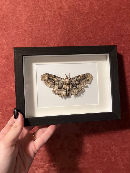 Brahmin Moth Framed