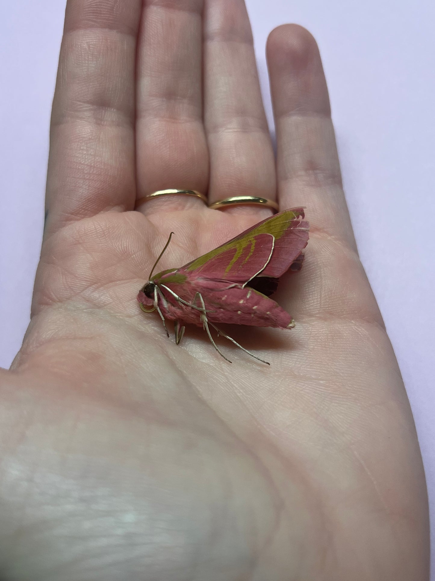 Elephant Hawkmoth Pink Natural Death Specimens