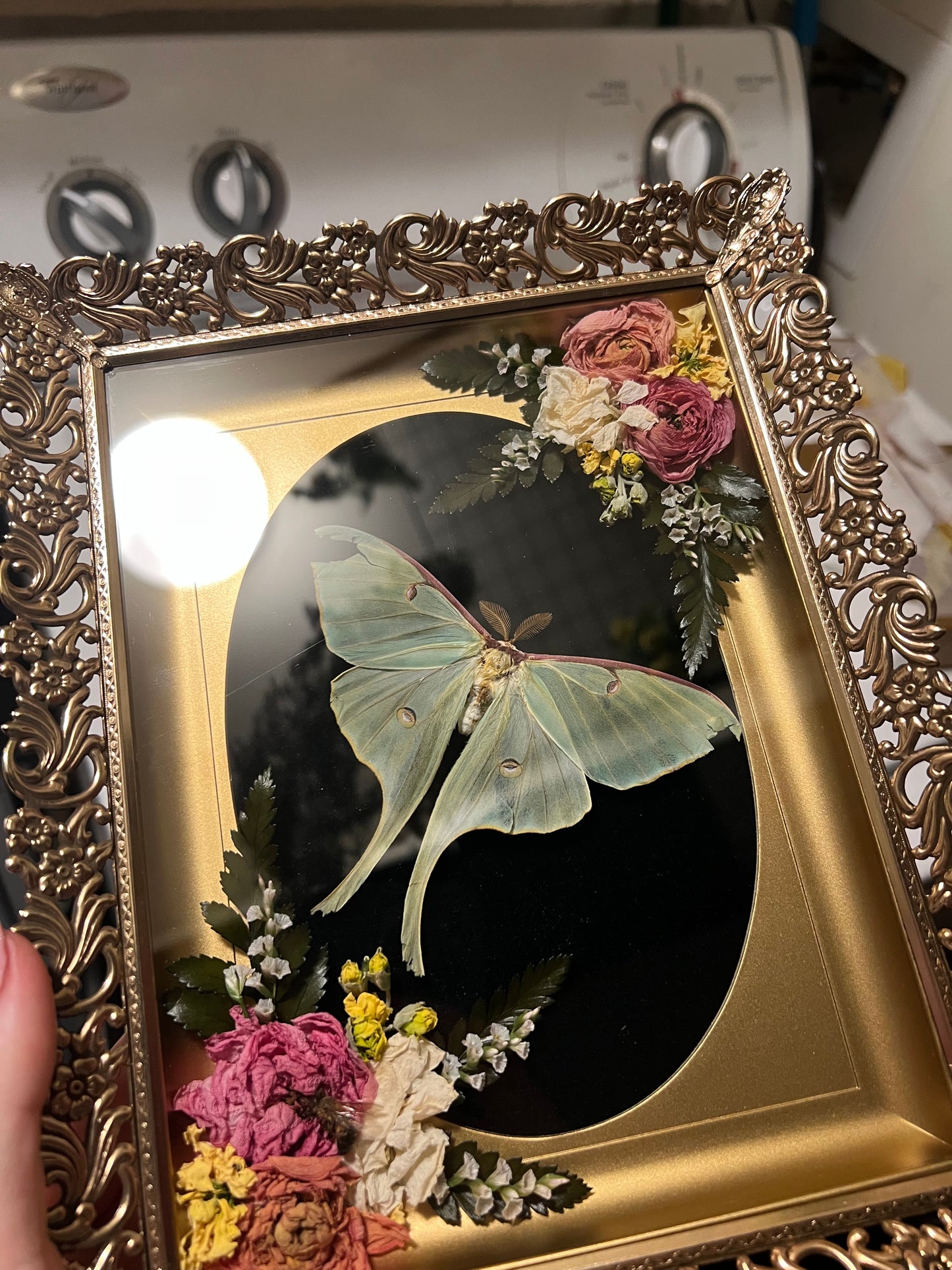 Luna moth in Vintage Shadowbox