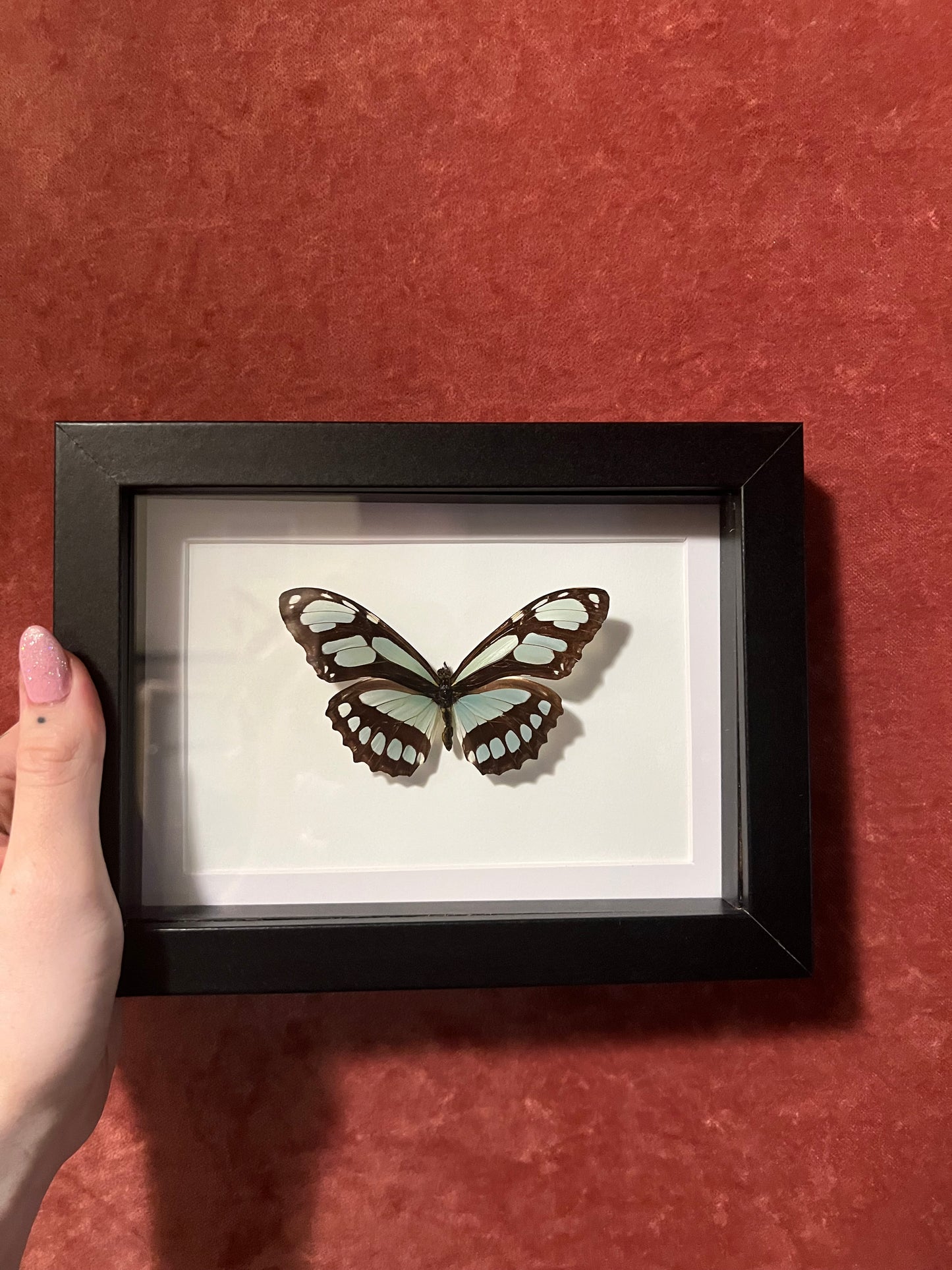 Dido Longwing Green Butterfly 5x7