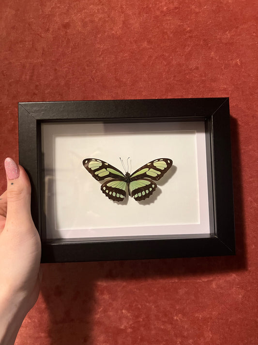 Dido Longwing Green Butterfly 5x7